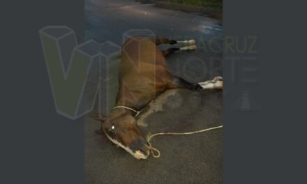 Tragedia en Úrsulo Galván, Álamo: Yegua suelta es atropellada por un vehículo pesado