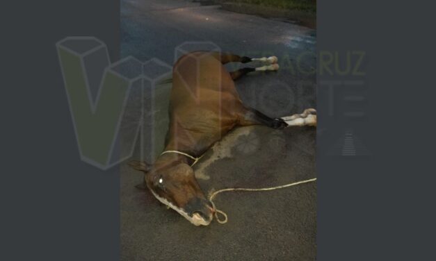 Tragedia en Úrsulo Galván, Álamo: Yegua suelta es atropellada por un vehículo pesado