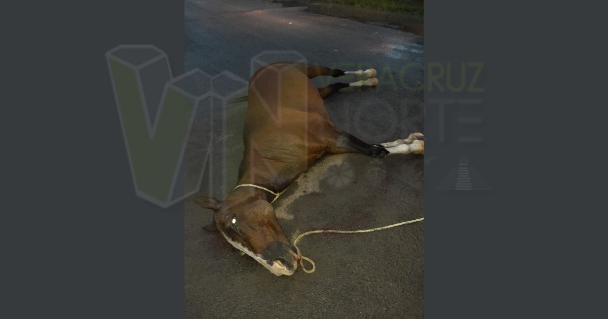 Tragedia en Úrsulo Galván, Álamo: Yegua suelta es atropellada por un vehículo pesado