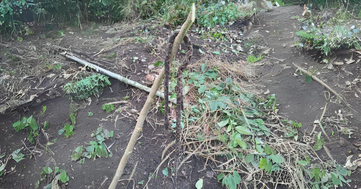 Sacrifican víbora nauyaca en Tantima