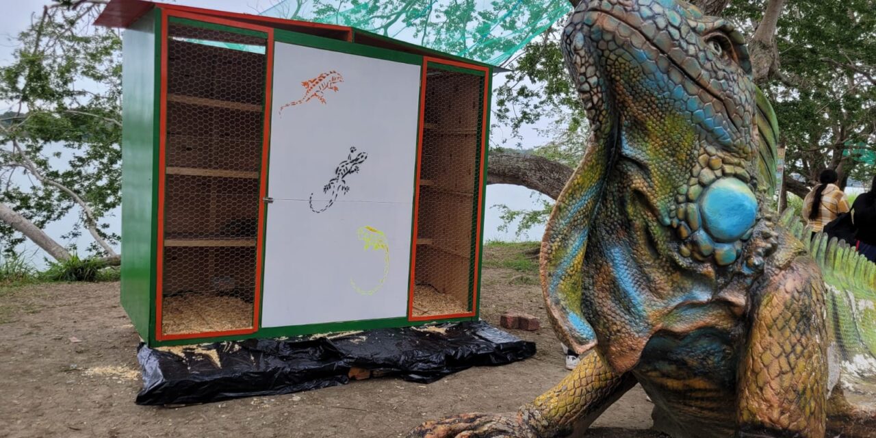 Tuxpan: PC y Bomberos llevaron a cabo operativo de rescate de iguanas que resultaron afectadas por el frío