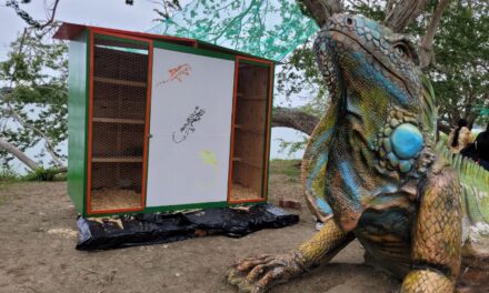 Tuxpan: PC y Bomberos llevaron a cabo operativo de rescate de iguanas que resultaron afectadas por el frío