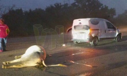 Pánuco: Mueren dos vacas atropelladas.