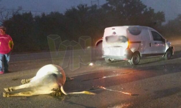 Pánuco: Mueren dos vacas atropelladas.