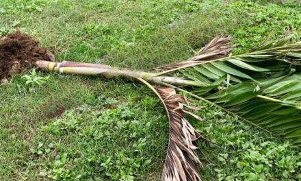 Acto vandálico atenta contra el progreso en Pánuco, Veracruz: Destrozan palmeras en la carretera Pánuco-Tempoal