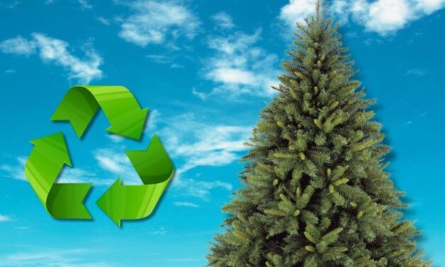 Inicia campaña de reciclaje de pinos de Navidad; se instalaron 5 centros de acopio en Tuxpan