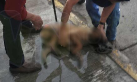 Álamo: Pitbull ataca a otro perro y lo deja lesionado