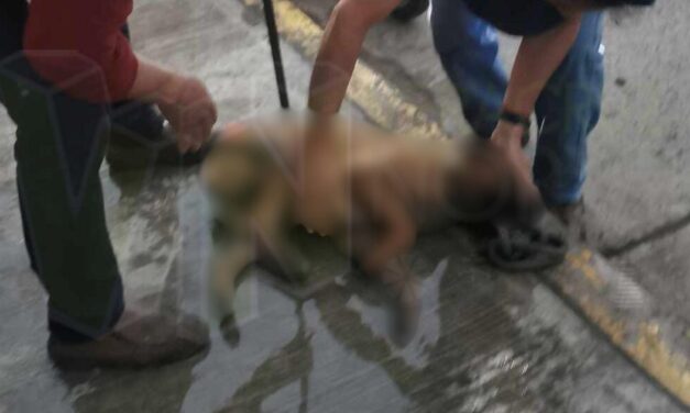 Álamo: Pitbull ataca a otro perro y lo deja lesionado