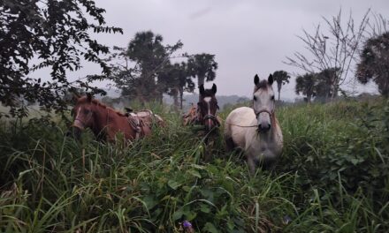 Asegura la Guardia Nacional División Carreteras tres caballos de dudosa procedencia en la autopista Tuxpan-Tampico
