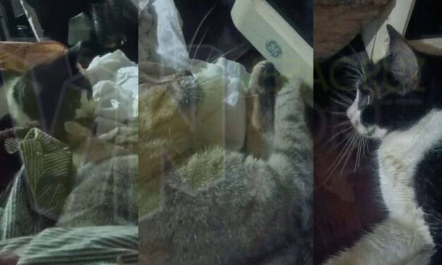 Álamo: Vecina indignada pide respeto por la vida de los animales tras envenenamiento de sus gatitos