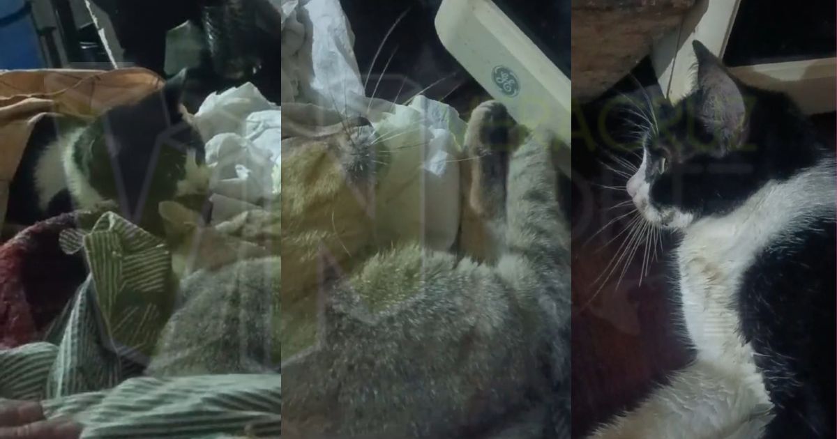 Álamo: Vecina indignada pide respeto por la vida de los animales tras envenenamiento de sus gatitos