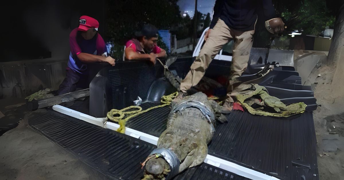 Capturan cocodrilo en Coatzintla: medía aproximadamente 2 metros