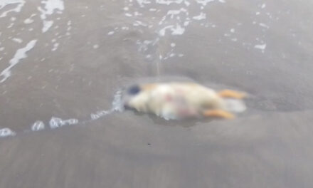 Bañistas encuentran restos de “rituales” en las  playas de Tecolutla