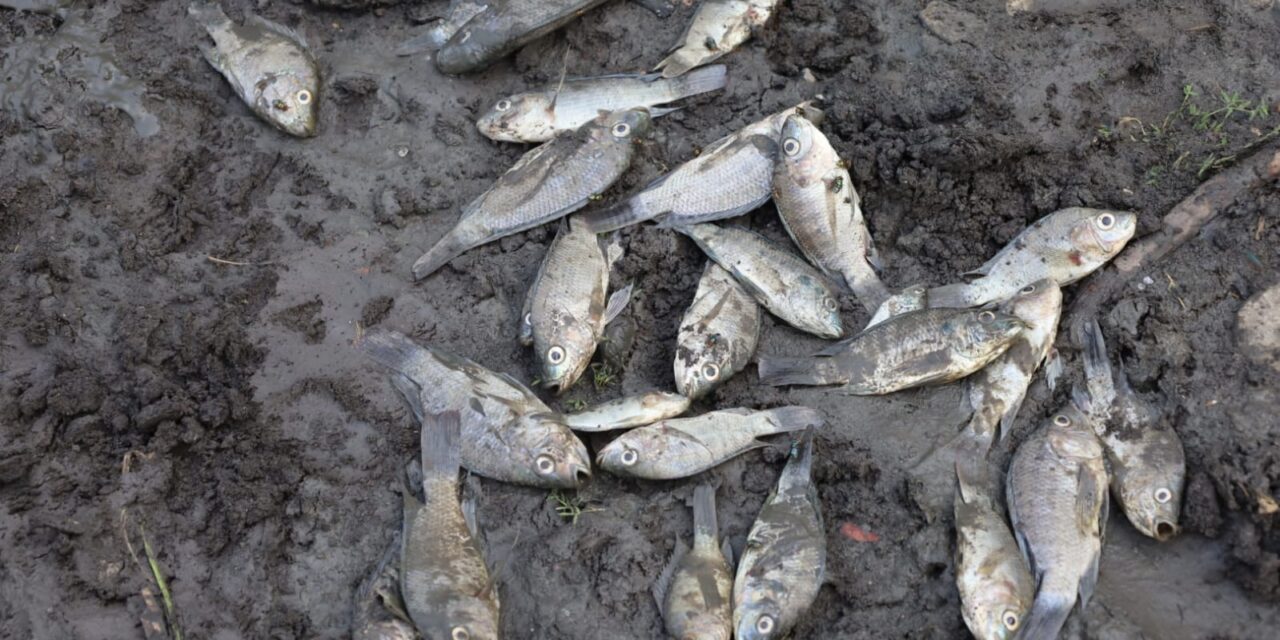 Severa mortandad de peces por sequía en el Jagüey de Tametate, Tantoyuca