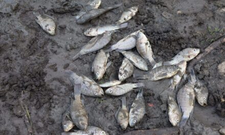 Severa mortandad de peces por sequía en el Jagüey de Tametate, Tantoyuca