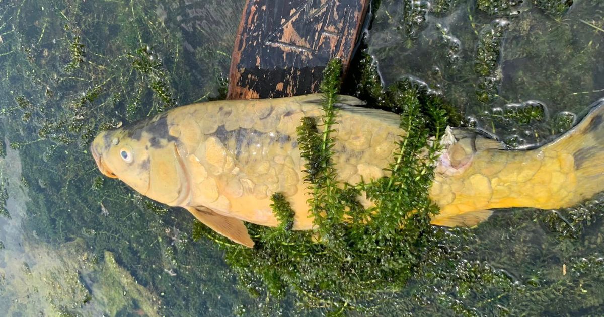 Ecocidio en el Río Tuxpan: Pescadores denuncian devastación ambiental en Álamo