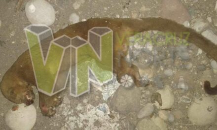 Se electrocuta un kinkajú en El Manantial, Álamo