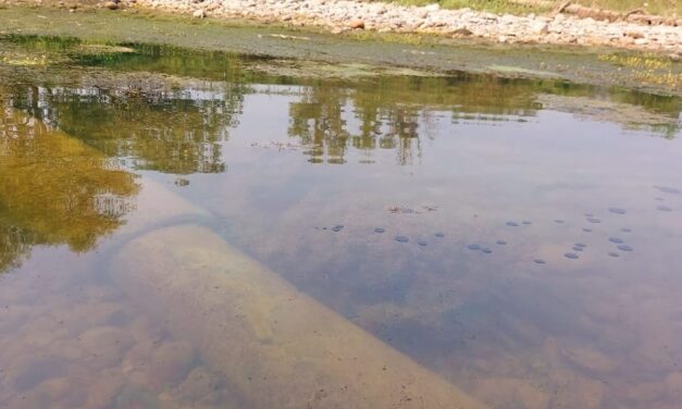 Fuga de petróleo contamina el Río Remolino en Papantla