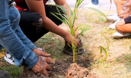 Tuxpan:Se donaron cientos de arbolitos en el marco la campaña “Adopta un árbol y juntos cuidemos el planeta”