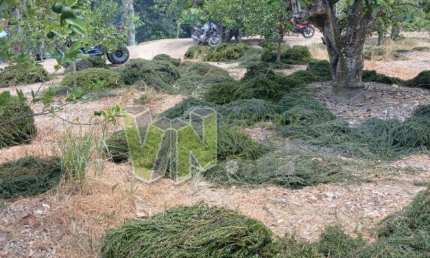 Álamo: Retiran Varias Toneladas de Sargazo del Río Tuxpan en una Exitosa Jornada de Limpieza