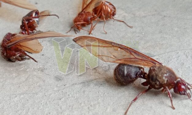 Aparecen las Primeras Chicatanas o «Sanjuaneras» en Álamo, Veracruz