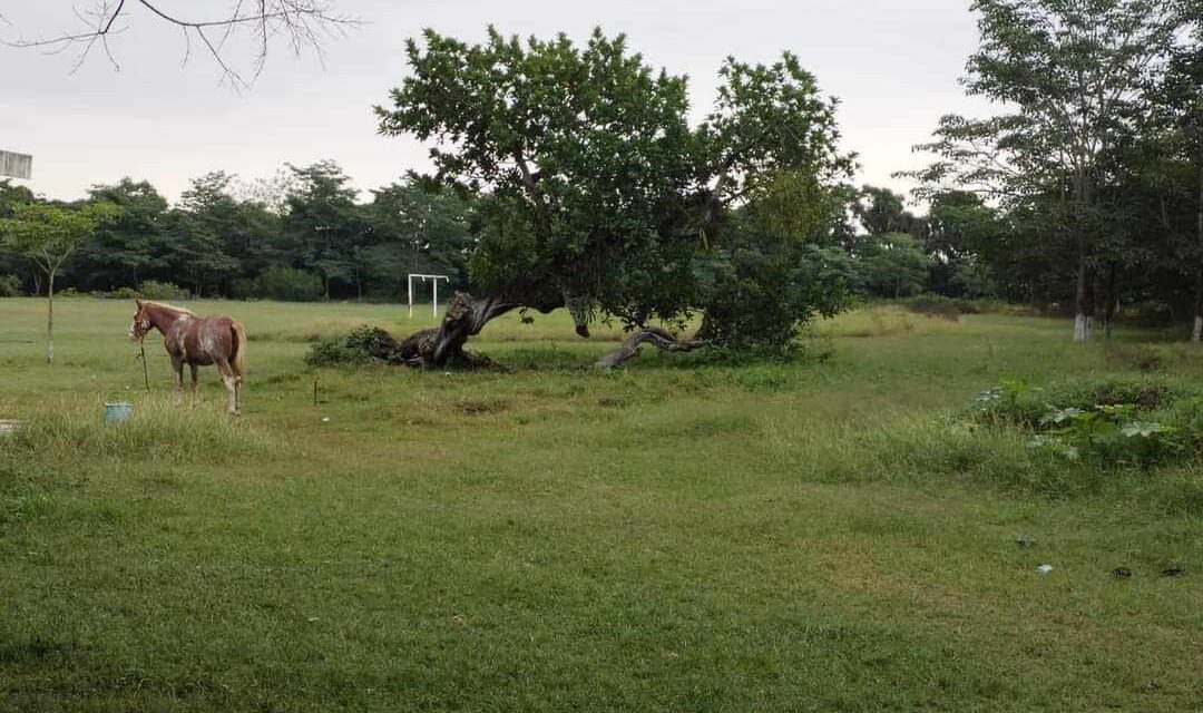 Denuncian abandono en la unidad deportiva de Naranjos