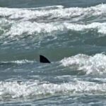 Internacional: Cuatro ataques de tiburón en  Padre Island