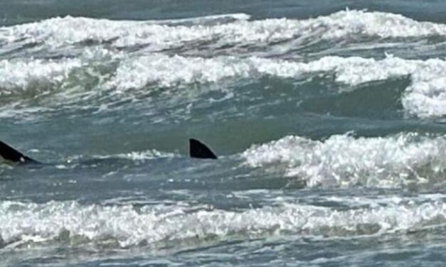 Internacional: Cuatro ataques de tiburón en  Padre Island
