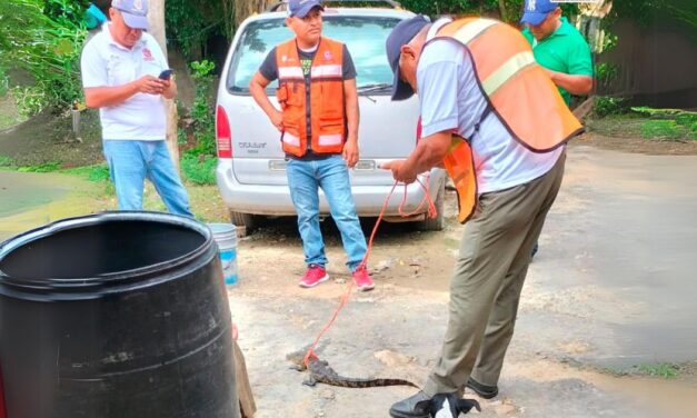 Capturan y liberan ejemplar de cocodrilo en Chinampa de Gorostiza