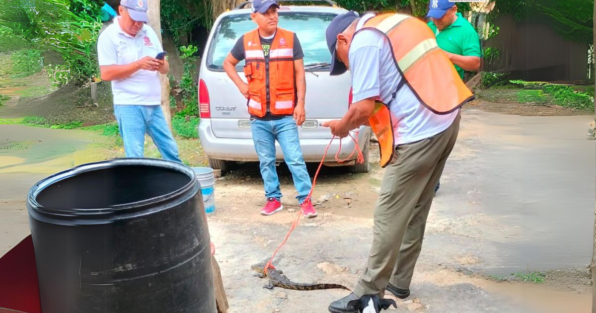 Capturan y liberan ejemplar de cocodrilo en Chinampa de Gorostiza