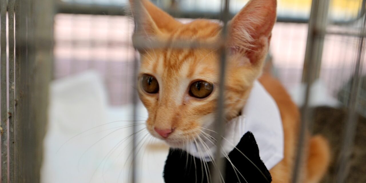 Todo un éxito la jornada de adopción de mascotas “Un Hogar para Todos”, en Tuxpan.