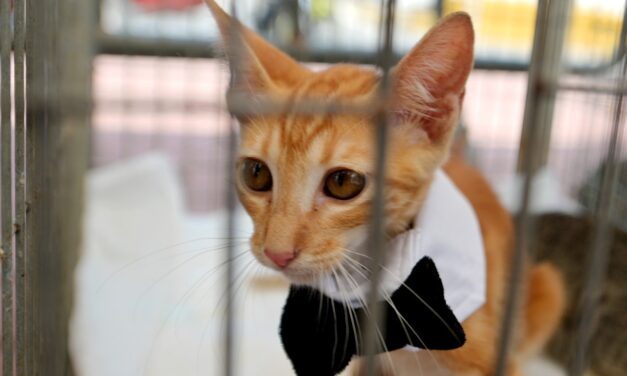 Todo un éxito la jornada de adopción de mascotas “Un Hogar para Todos”, en Tuxpan.