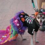 Tuxpan: Inscripciones abiertas para el 2° Concurso “Disfraza a tu mascota”, que se realizará el 27 de octubre, con motivo del Día de Muertos