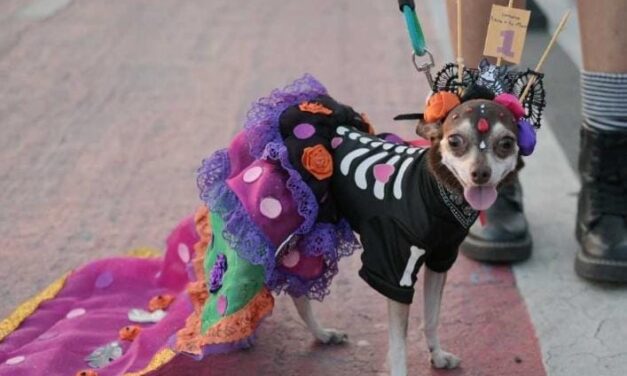 Tuxpan: Inscripciones abiertas para el 2° Concurso “Disfraza a tu mascota”, que se realizará el 27 de octubre, con motivo del Día de Muertos