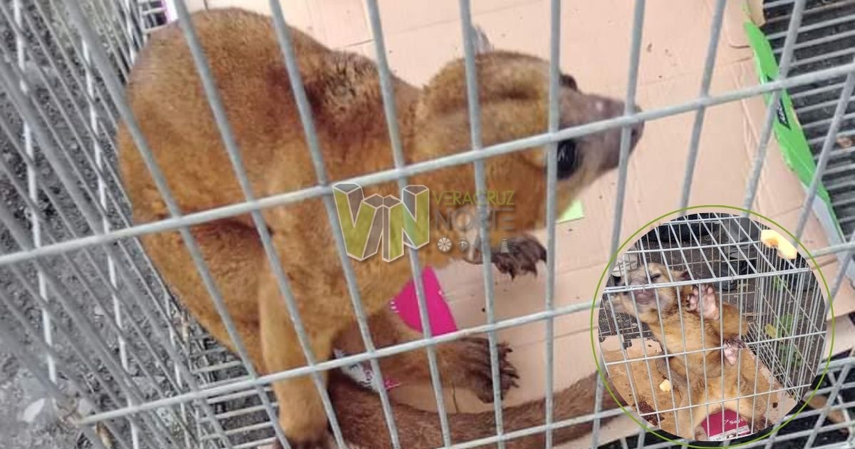 Alamo: Rescatan a una marta herida por arma de fuego