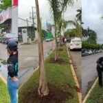 Tuxpan: Siembran palmera real en los camellones del bulevar Independencia