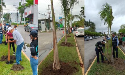 Tuxpan: Siembran palmera real en los camellones del bulevar Independencia