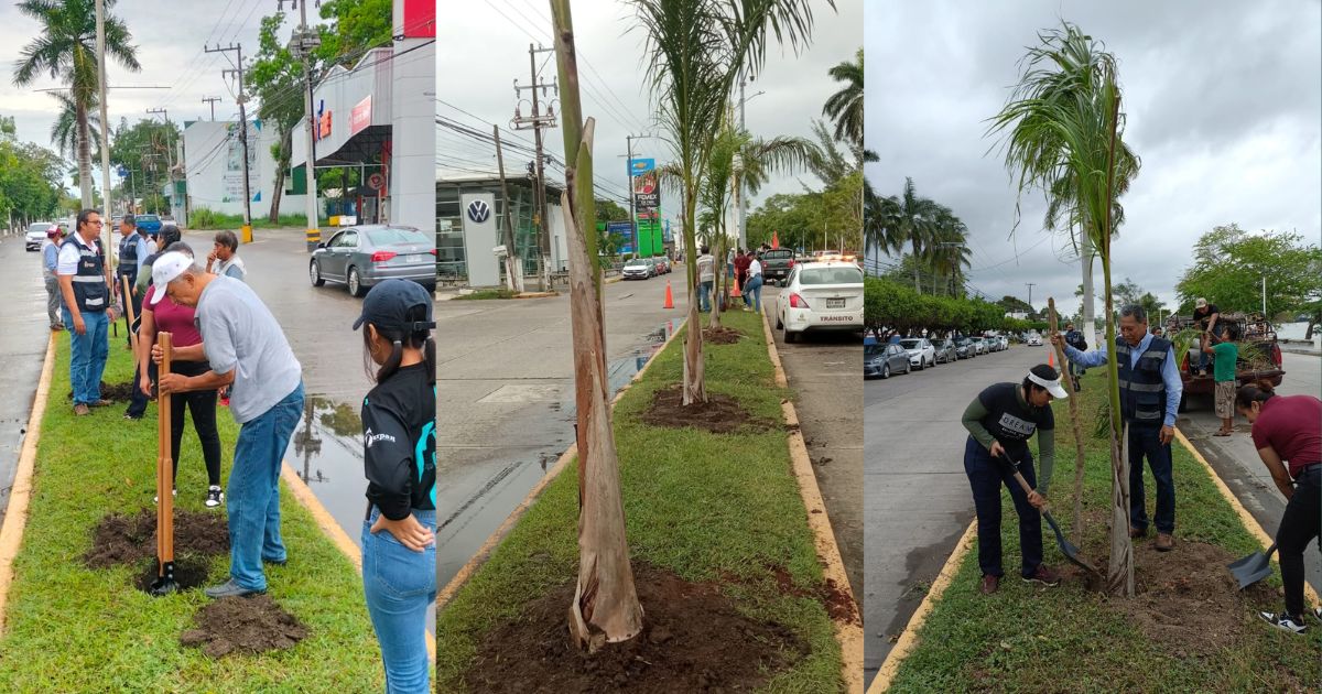 Tuxpan: Siembran palmera real en los camellones del bulevar Independencia