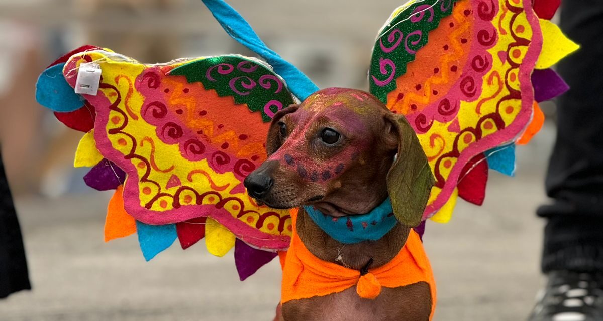 Tuxpan: Las mascotas fueron protagonistas de un domingo lleno de color y de un gran ambiente