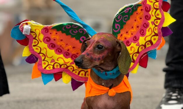 Tuxpan: Las mascotas fueron protagonistas de un domingo lleno de color y de un gran ambiente