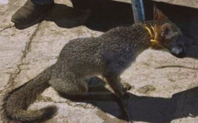 Zorro en búsqueda de comida se escabulle en domicilio de Pánuco