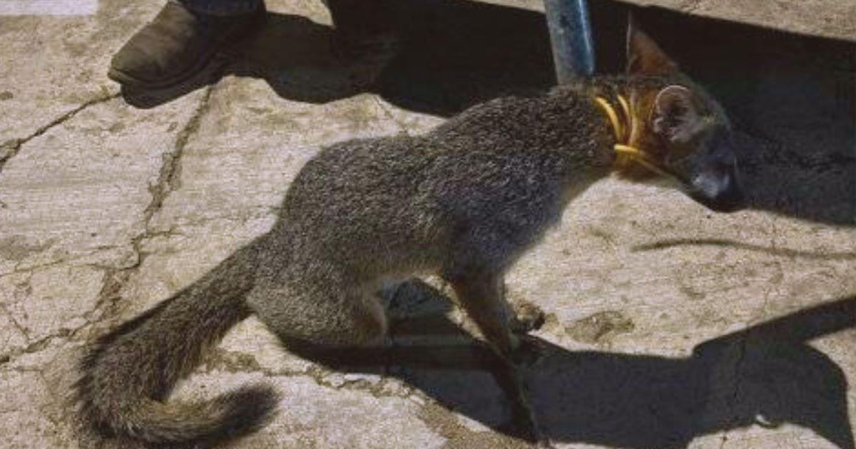 Zorro en búsqueda de comida se escabulle en domicilio de Pánuco