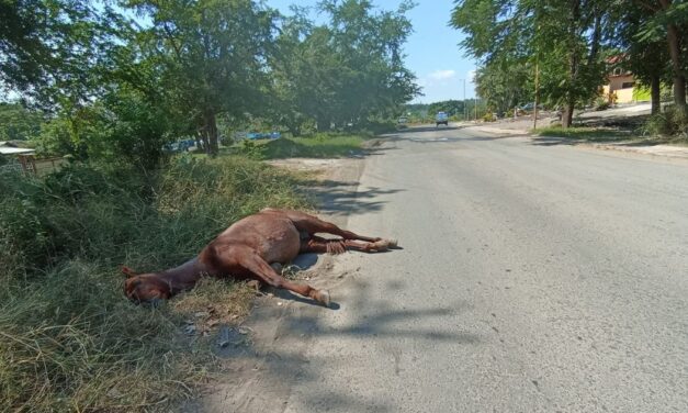 ¡Logró sobrevivir!: Auto fantasma atropella caballo en Cerro Azul