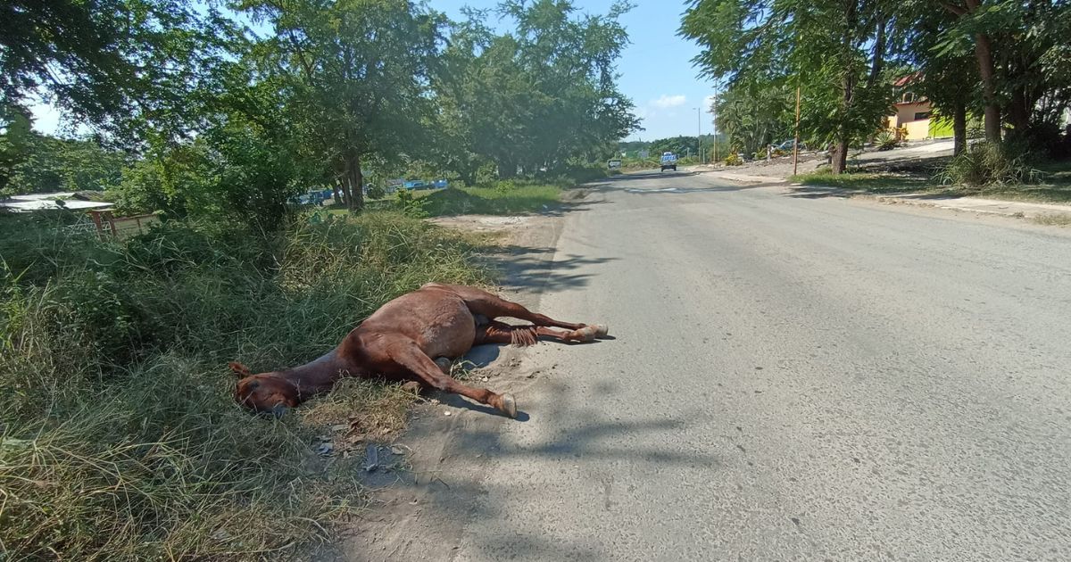 ¡Logró sobrevivir!: Auto fantasma atropella caballo en Cerro Azul