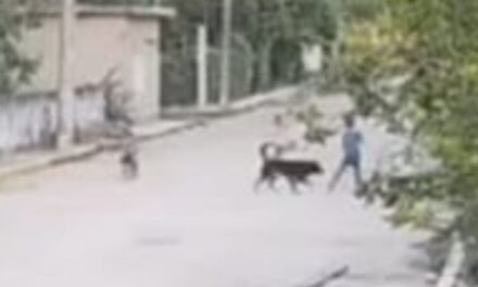 Álamo: Menor de edad es atacado por un perro en “La Unión”