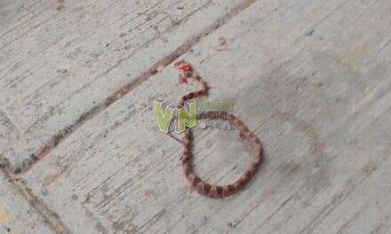 Regreso a clases en Temapache: Estudiantes y culebras en las aulas