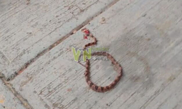 Regreso a clases en Temapache: Estudiantes y culebras en las aulas