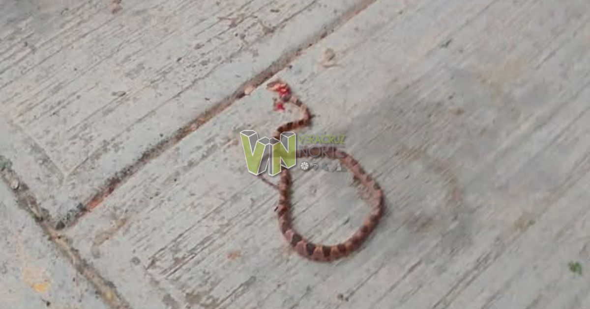 Regreso a clases en Temapache: Estudiantes y culebras en las aulas