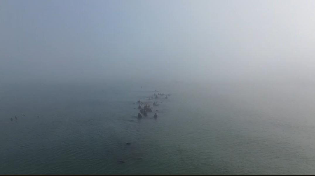 Tragedia en Cabo Rojo: Pescador pierde la vida en la laguna de Tamiahua