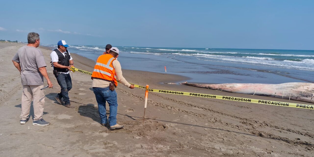 Amanece una ballena muerta en las playas de Nautla